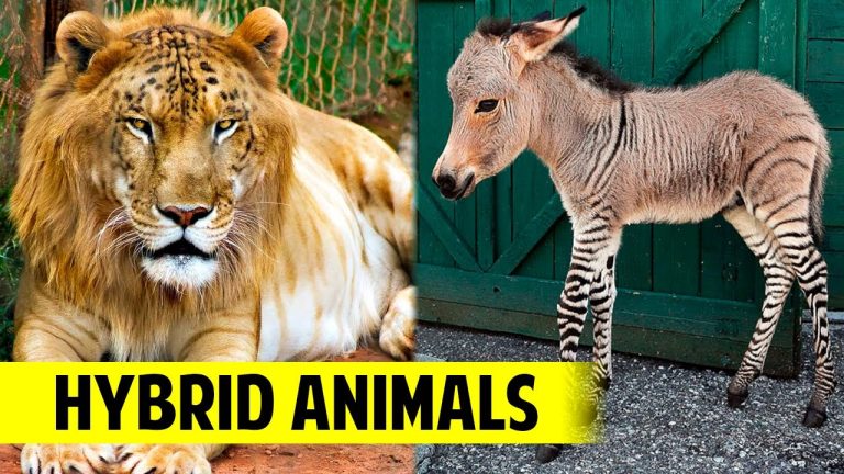 Different Types of Hybrid Animals Explained