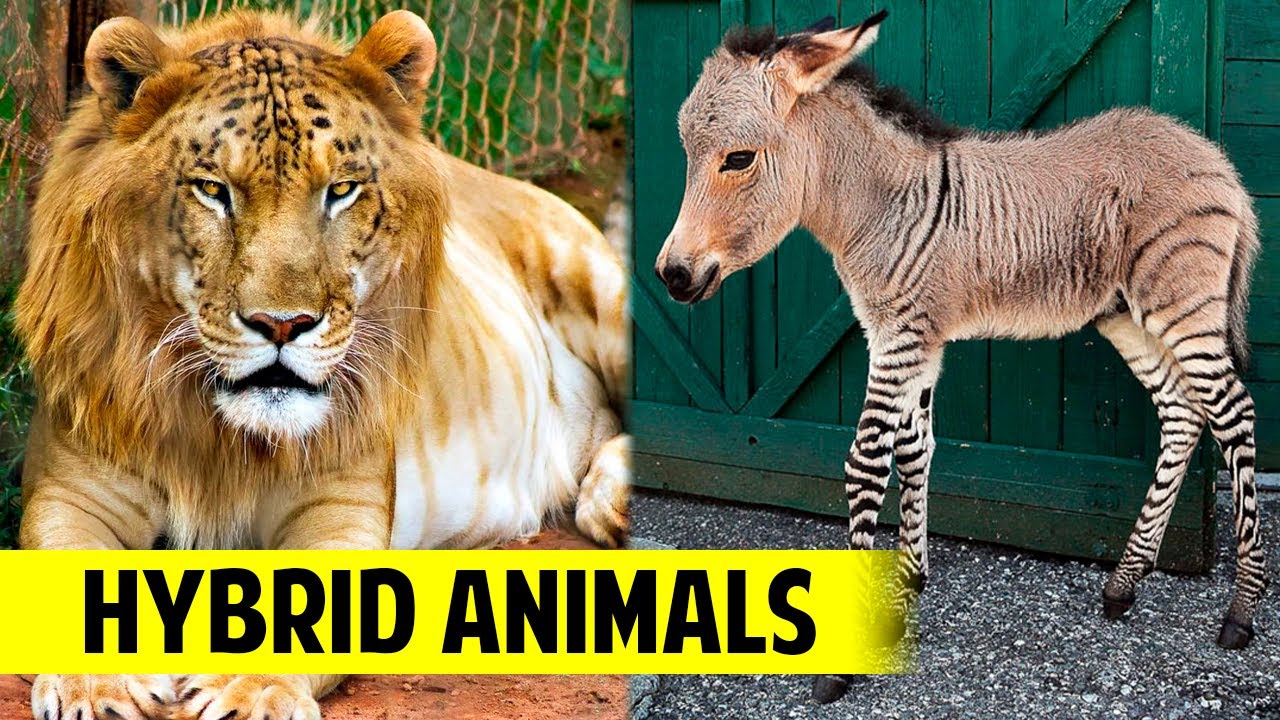 Types of Hybrid Animals