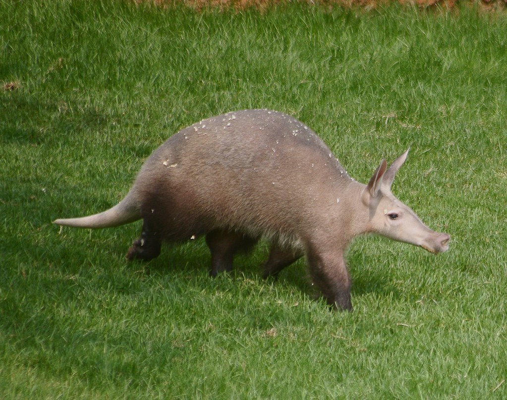 Aardvark - Animals With Claws
