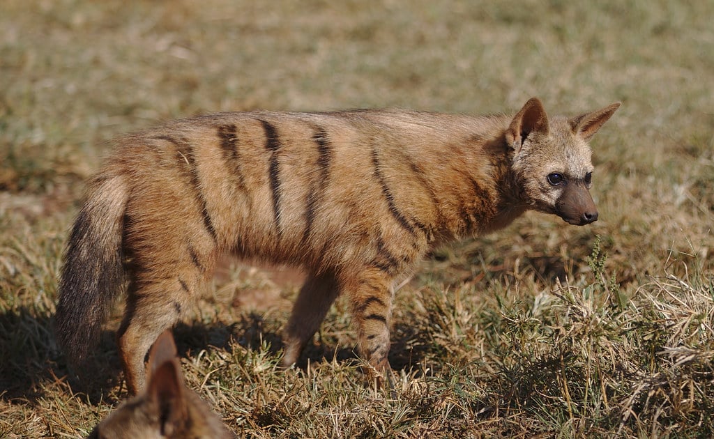 Aardwolf