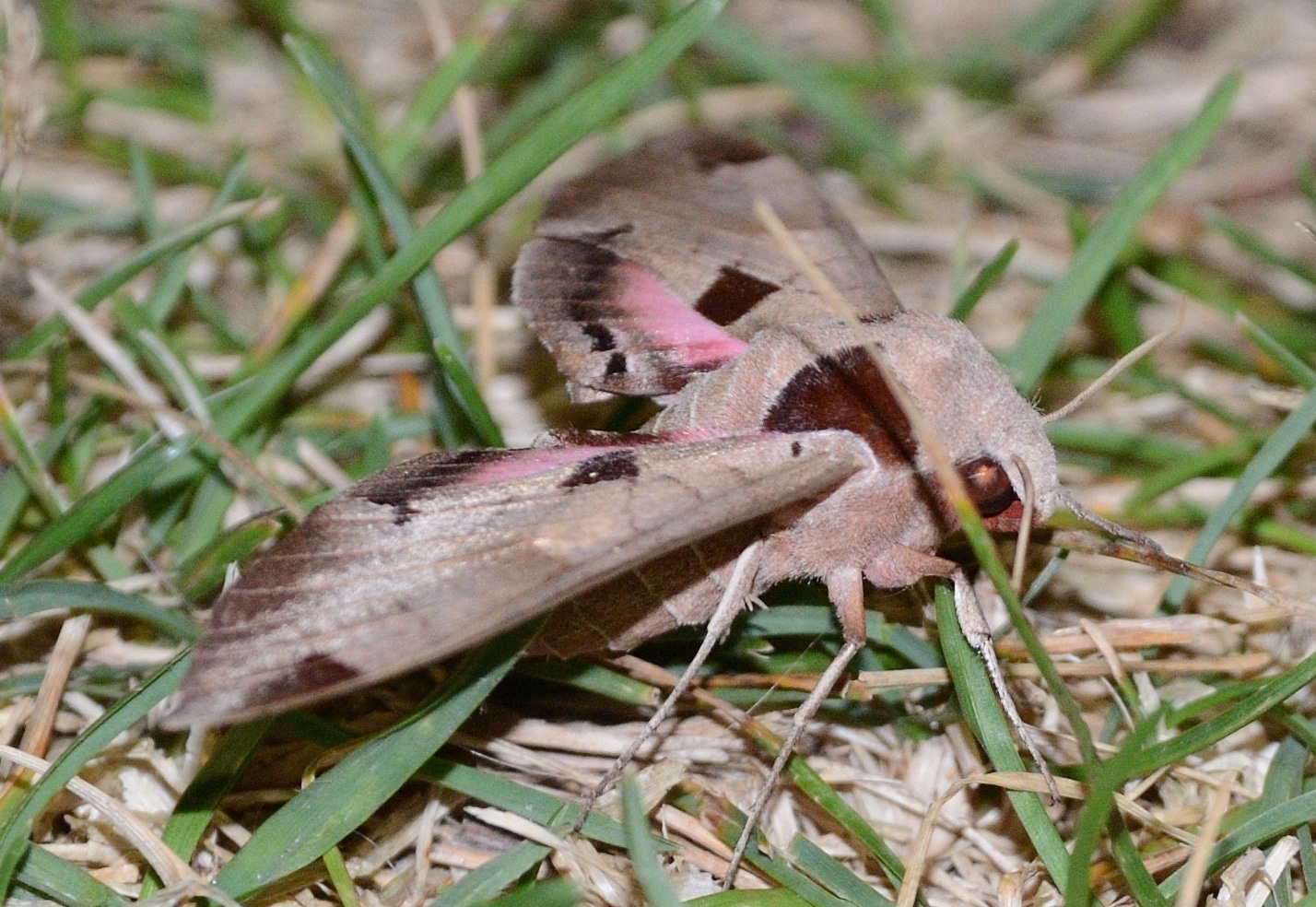 Achemon Sphinx Moth - Types of Moths in Texas