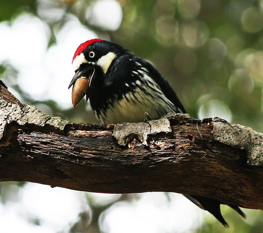 Acorn Woodpecker - woodpeckers in Oregon