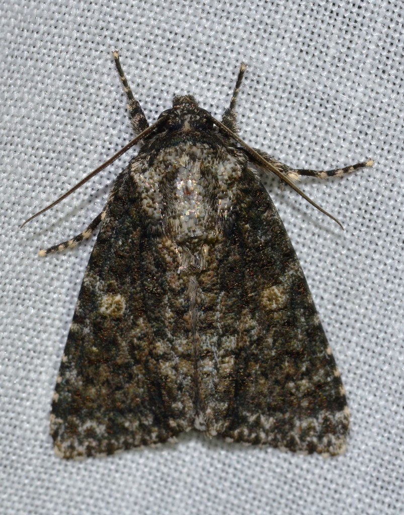 Afflicted Dagger Moth