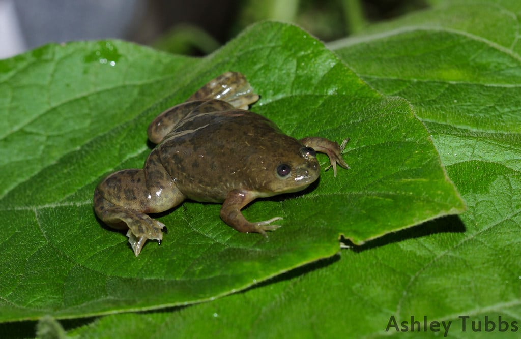 African Clawed Frog