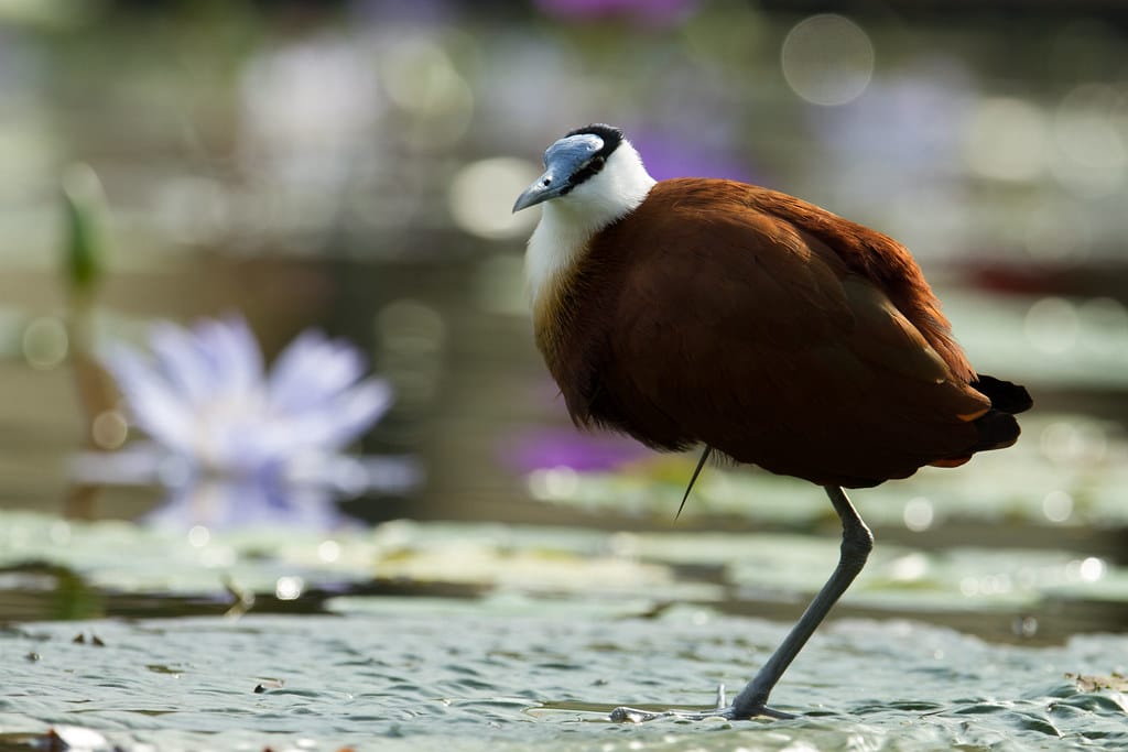 African Jacana