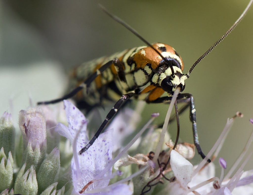 Ailanthus Webworm Moth