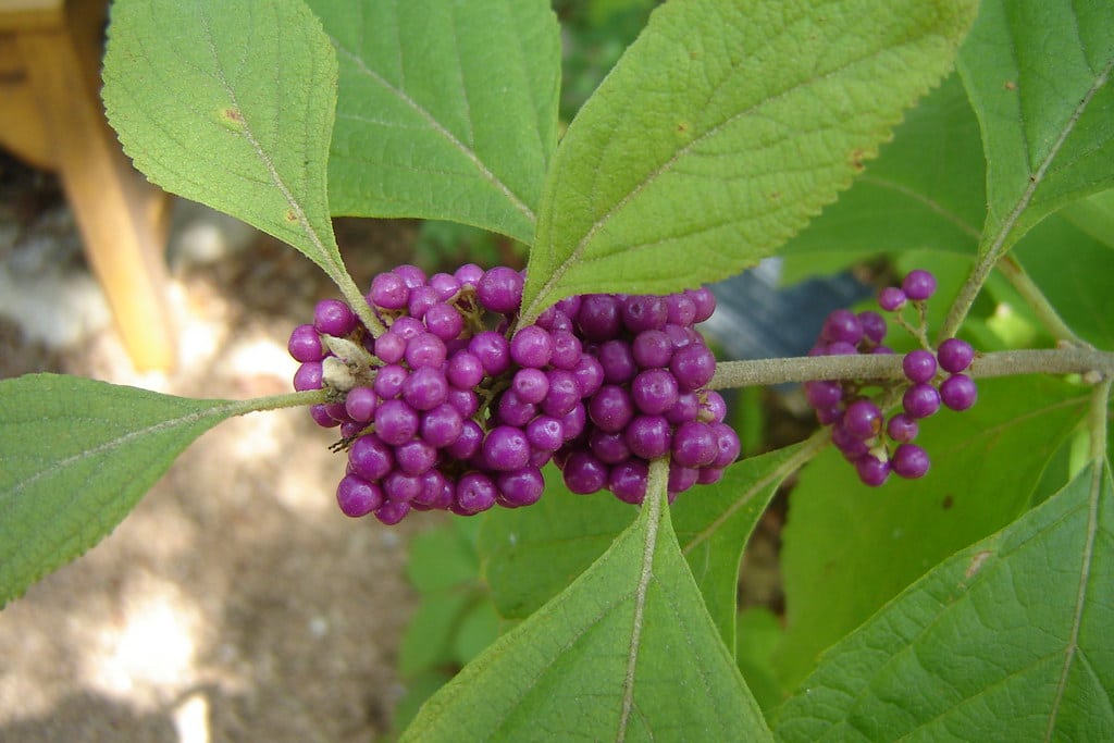 American Beautyberry