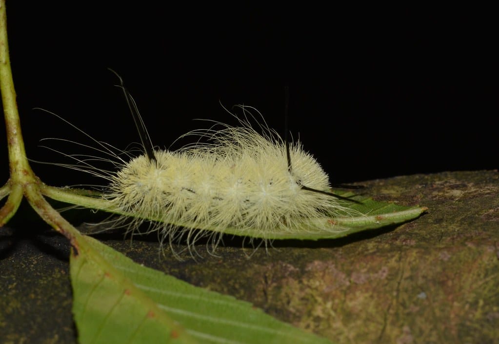 American Dagger Moth