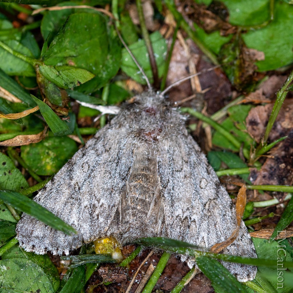 American Dagger Moths - Types of Moths in Florida