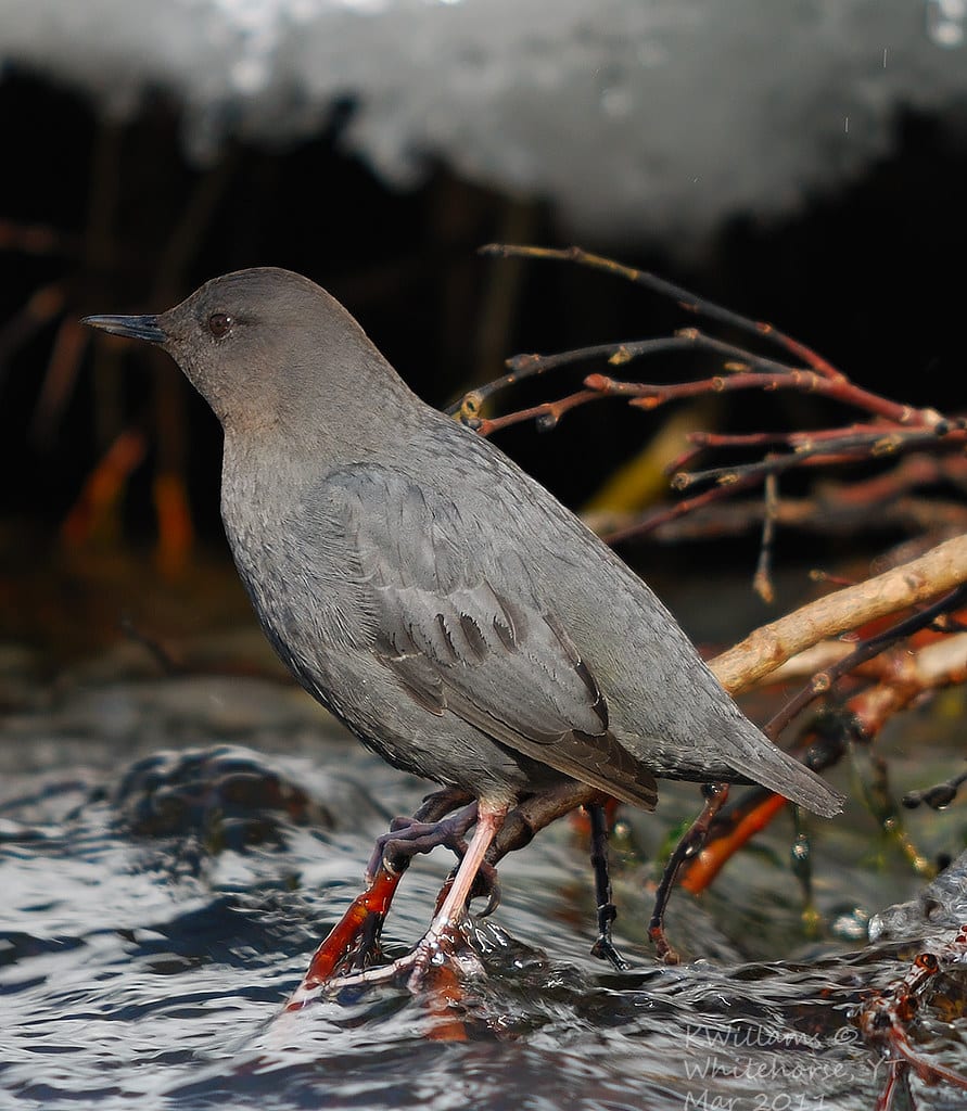 American Dipper - Different Types of Water Birds