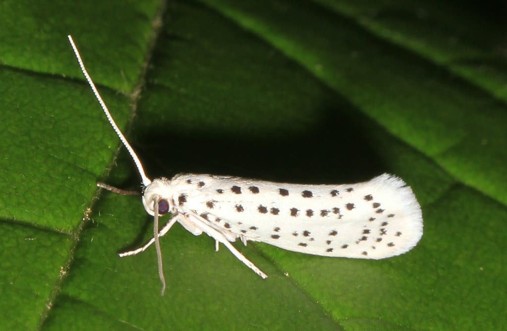 American Ermine Moths