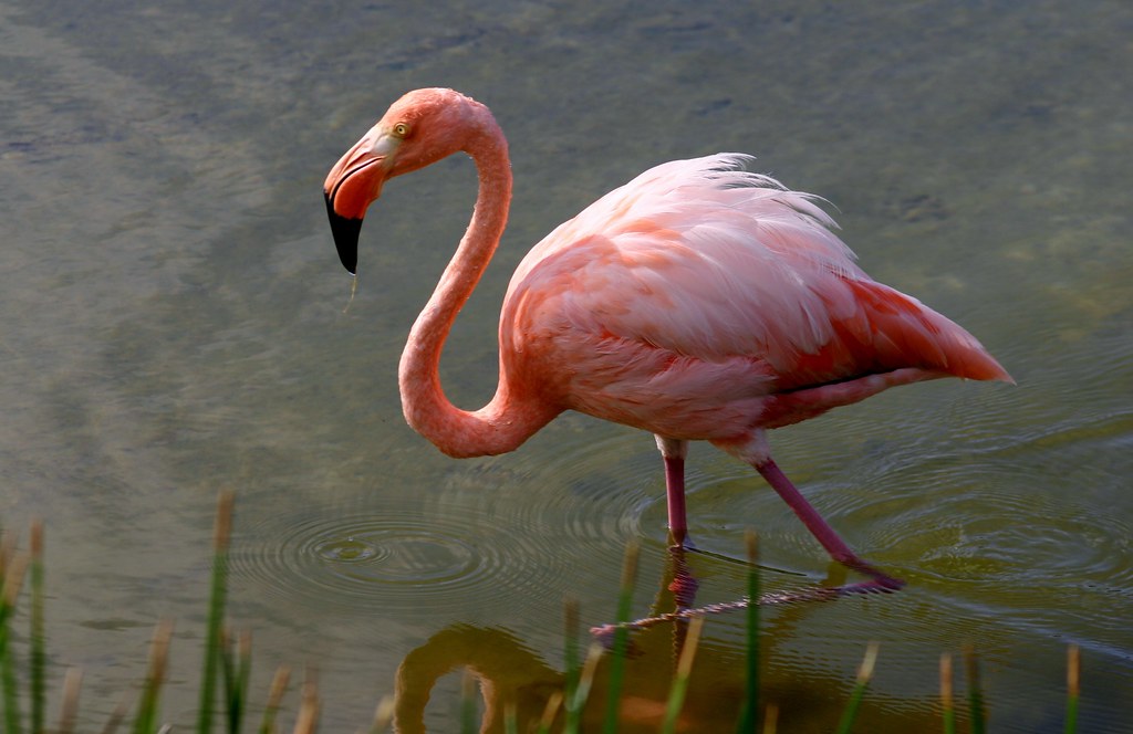American Flamingo