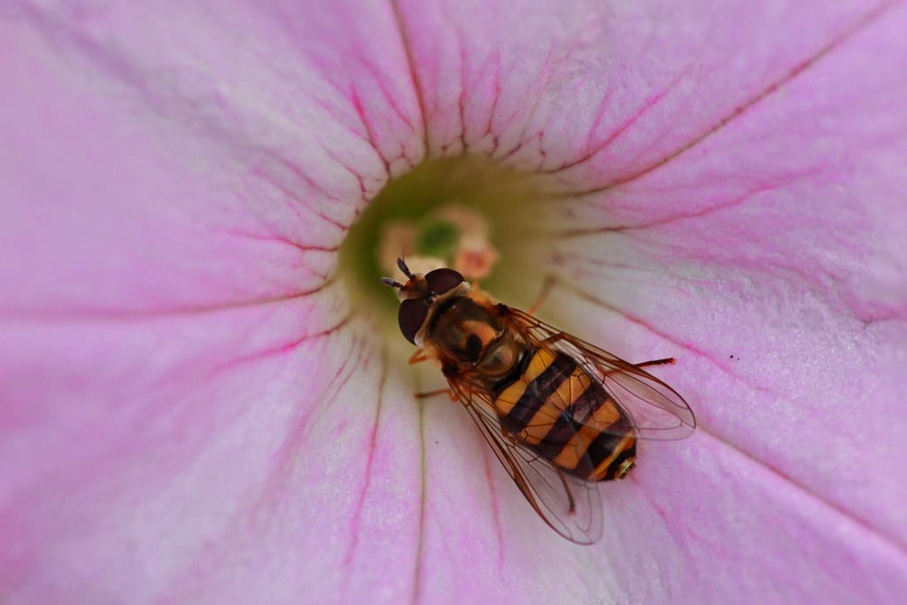 American Hoverfly - Types of Flies in Arizona