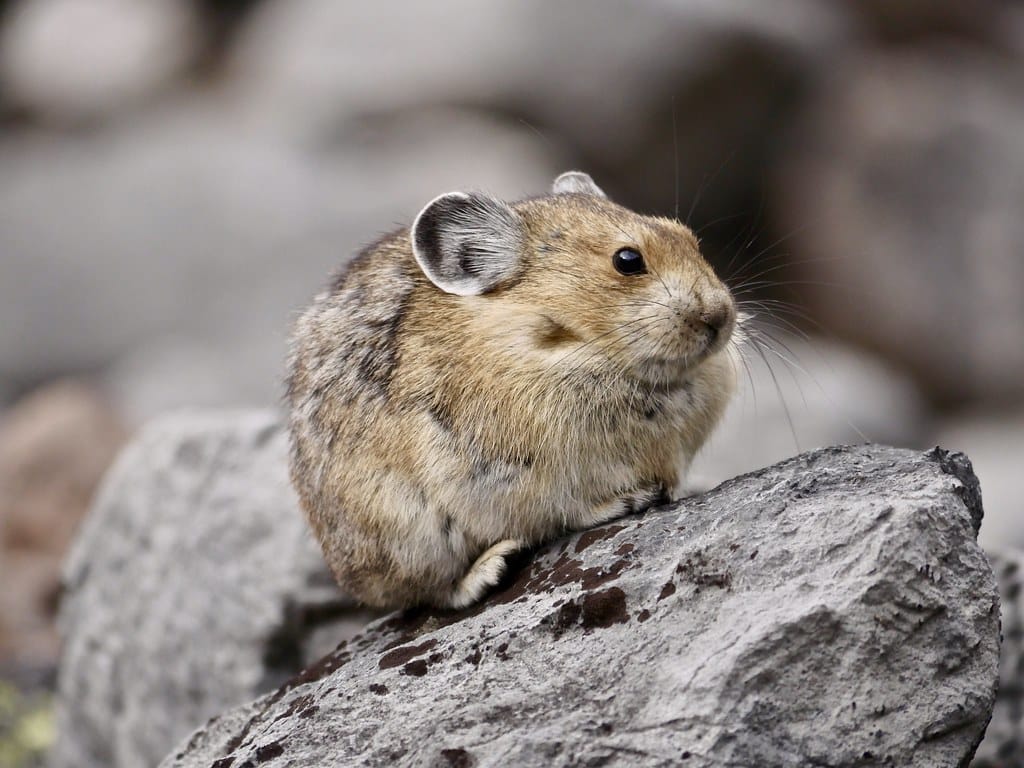 American Pika