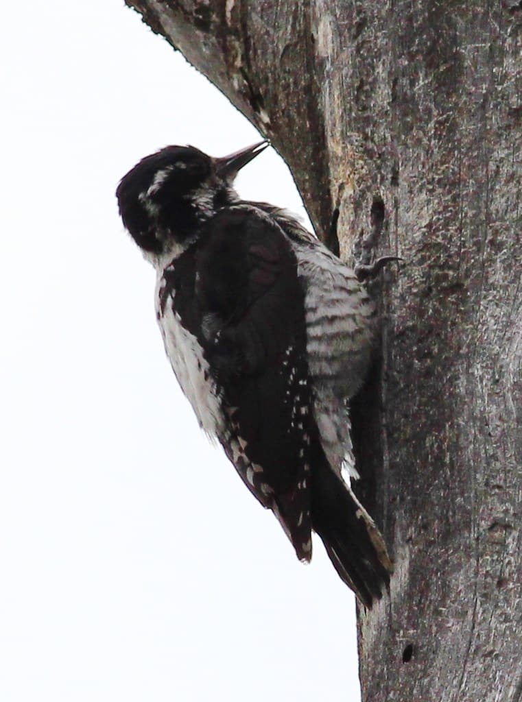 American Three-toed Woodpecker