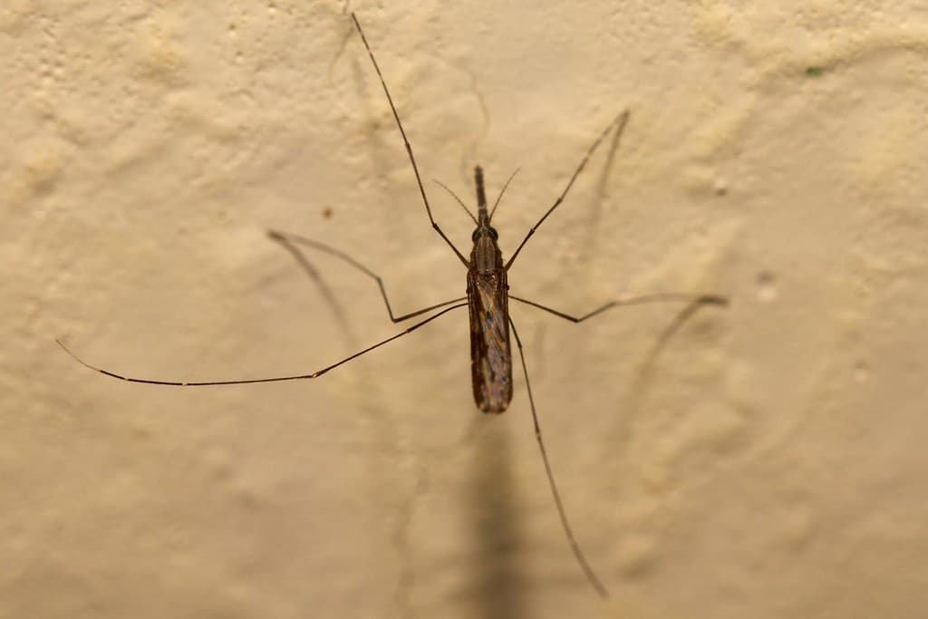 Anopheles Mosquito