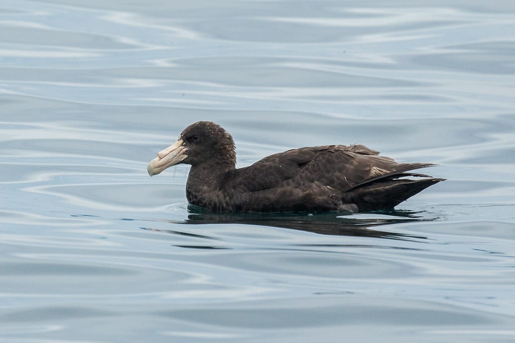 Antarctic Petrel