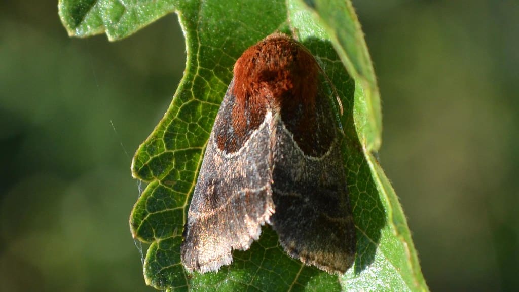 Arcigera Flower Moth