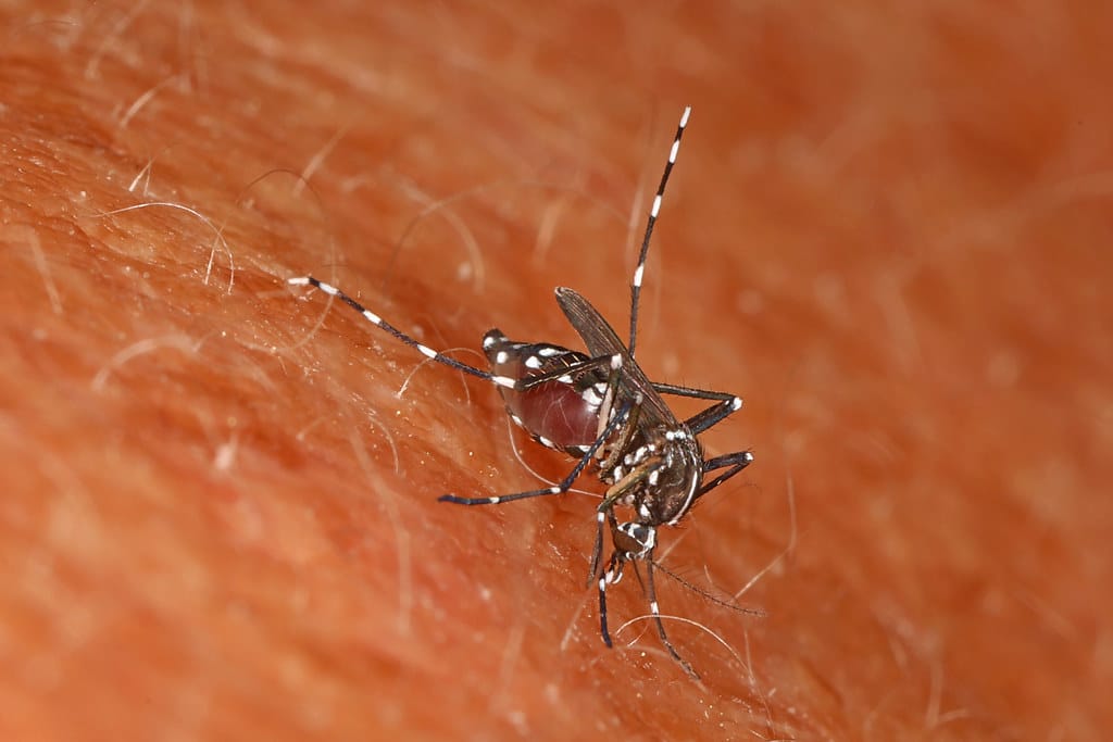 Asian Tiger Mosquito