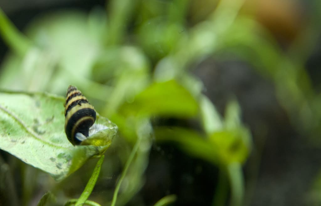 Assassin Snails