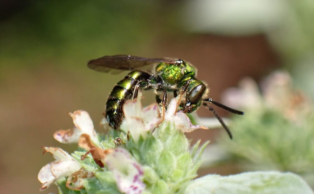 Augochlora Sweat Bees