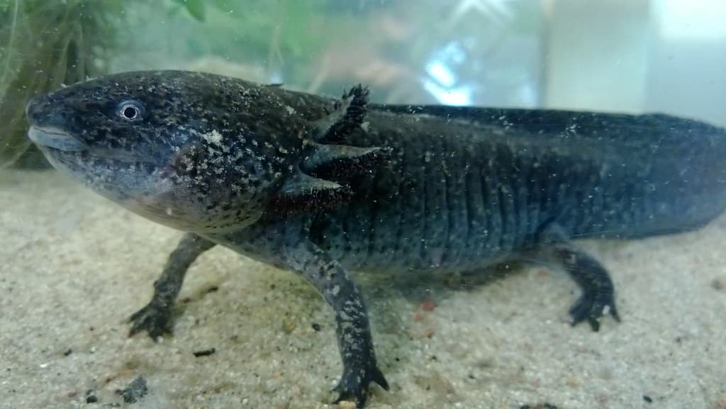 Axolotl