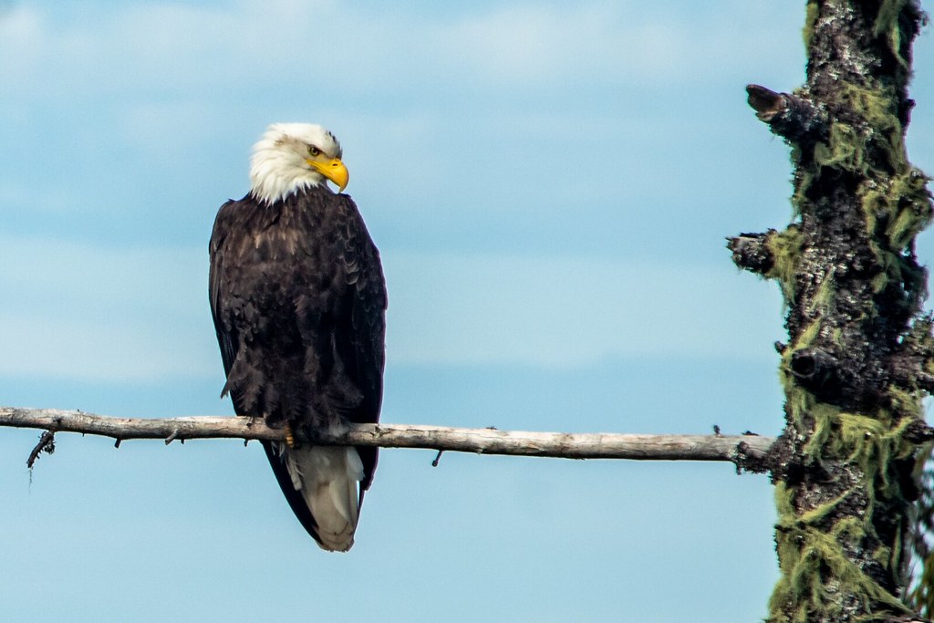 Bald Eagle