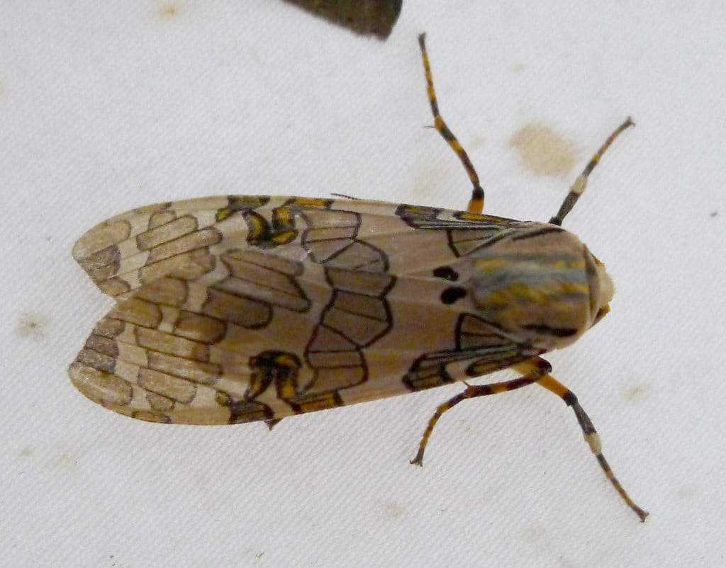 Banded Tussock Moths - Types of Moths in Florida