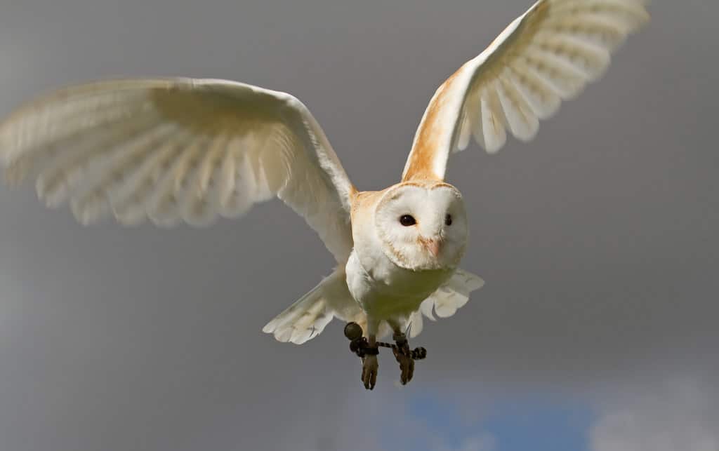 Barn Owl