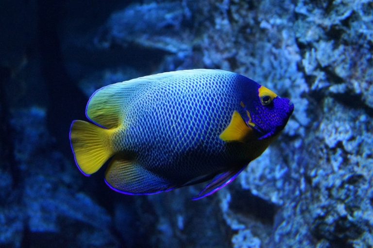 14 Best Fish Names for Your Fin Buddy