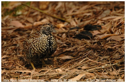 Black-breasted Buttonquail