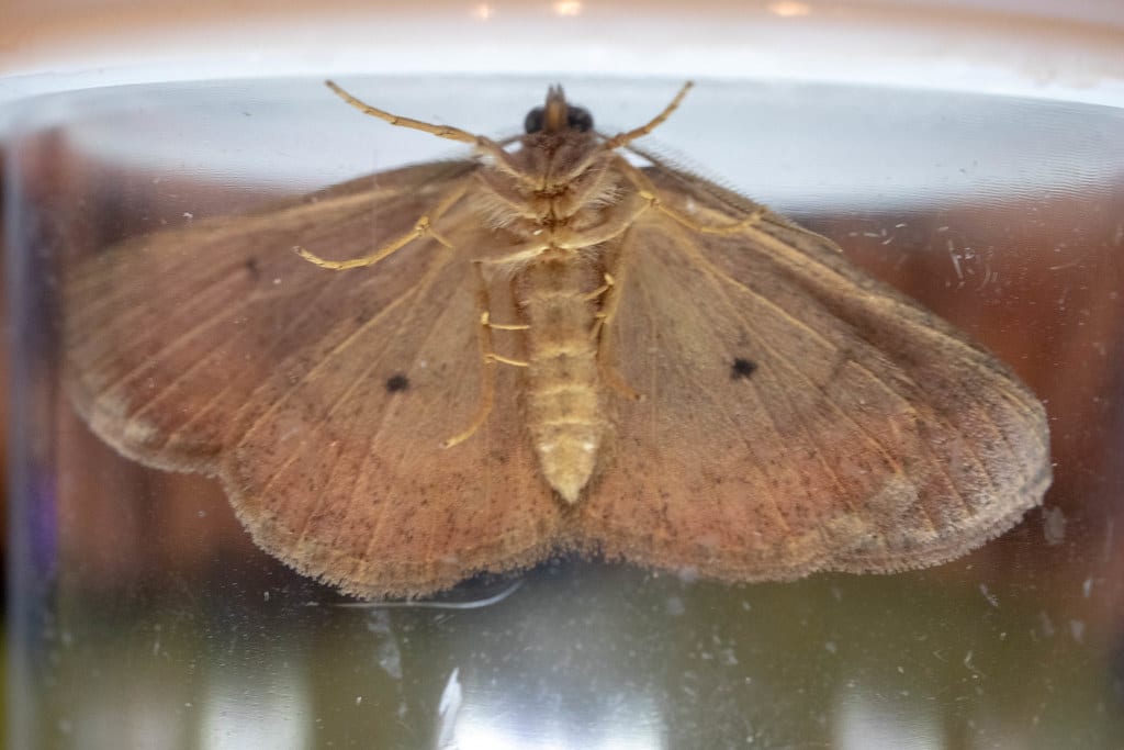 Black-dotted Ruddy Moths