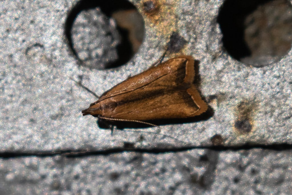 Black-edged Dichomeris Moth - Types of Moths in Texas