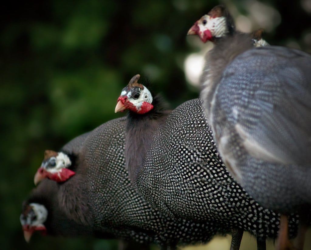 Black Guinea Fowl