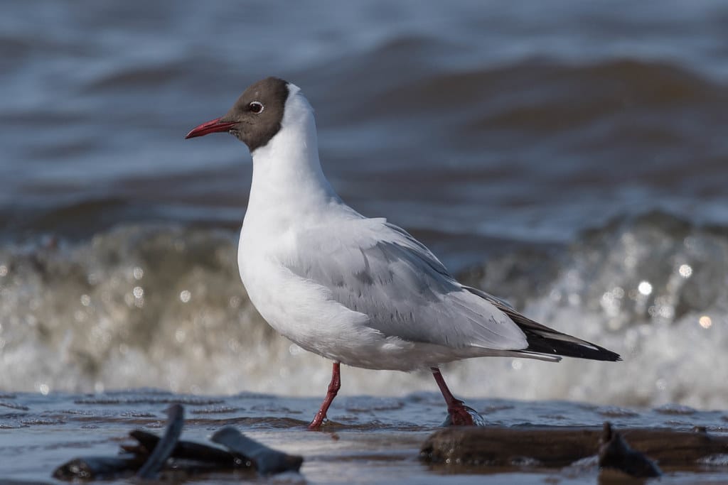 Black-Headed Gull