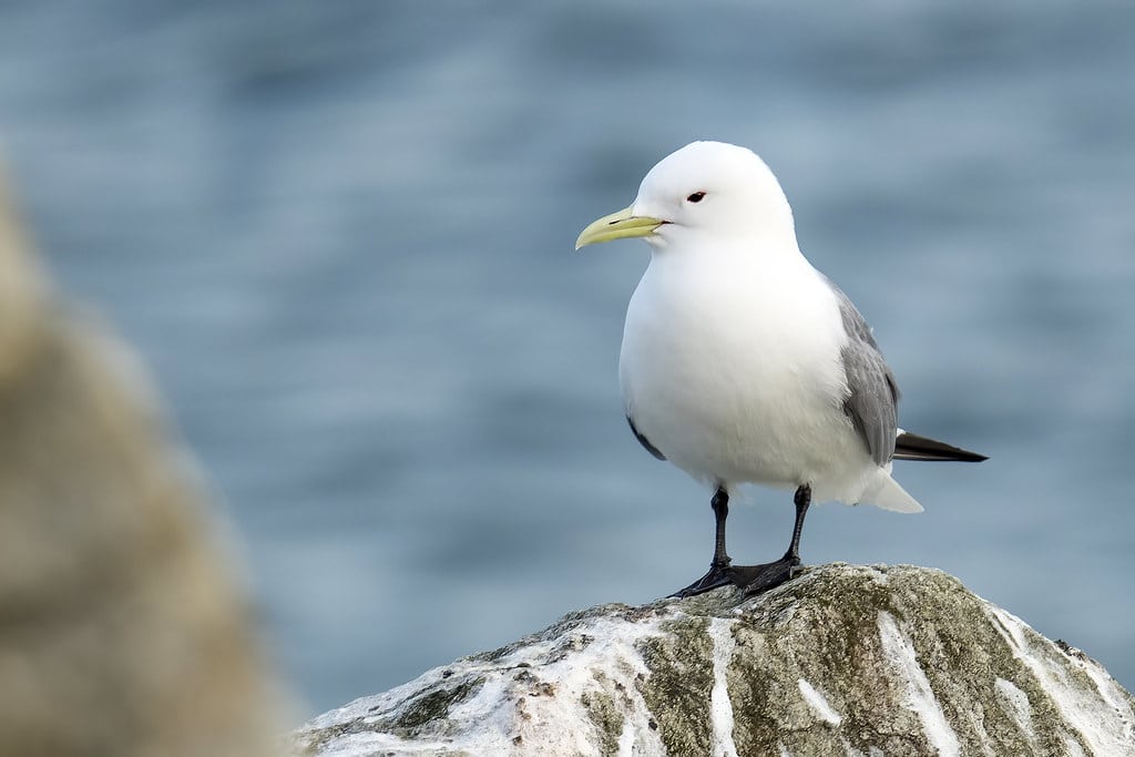 Black-Legged Kittiwake - Different Types of Water Birds