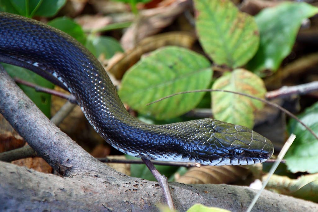 Black Rat Snake - Black Snakes in Pennsylvania
