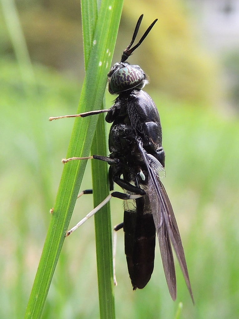 Black Soldier Fly - Types of Flies in Arizona