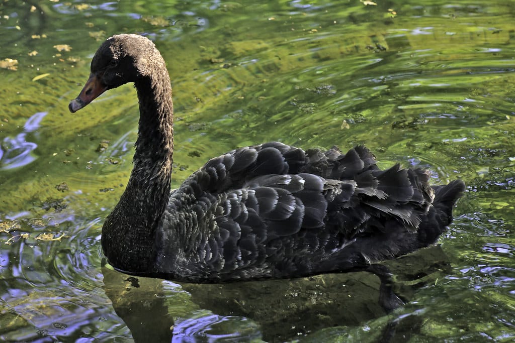 Black Swan