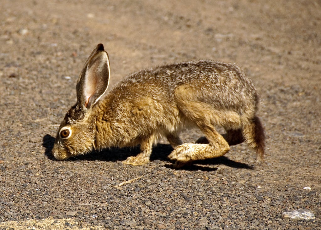 Black-Tailed Jackrabbit - Types of Rabbits in Colorado  
