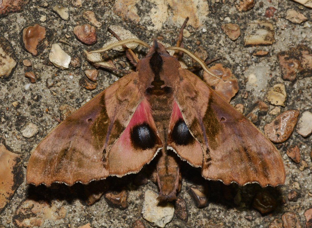 Blinded Sphinx Moths