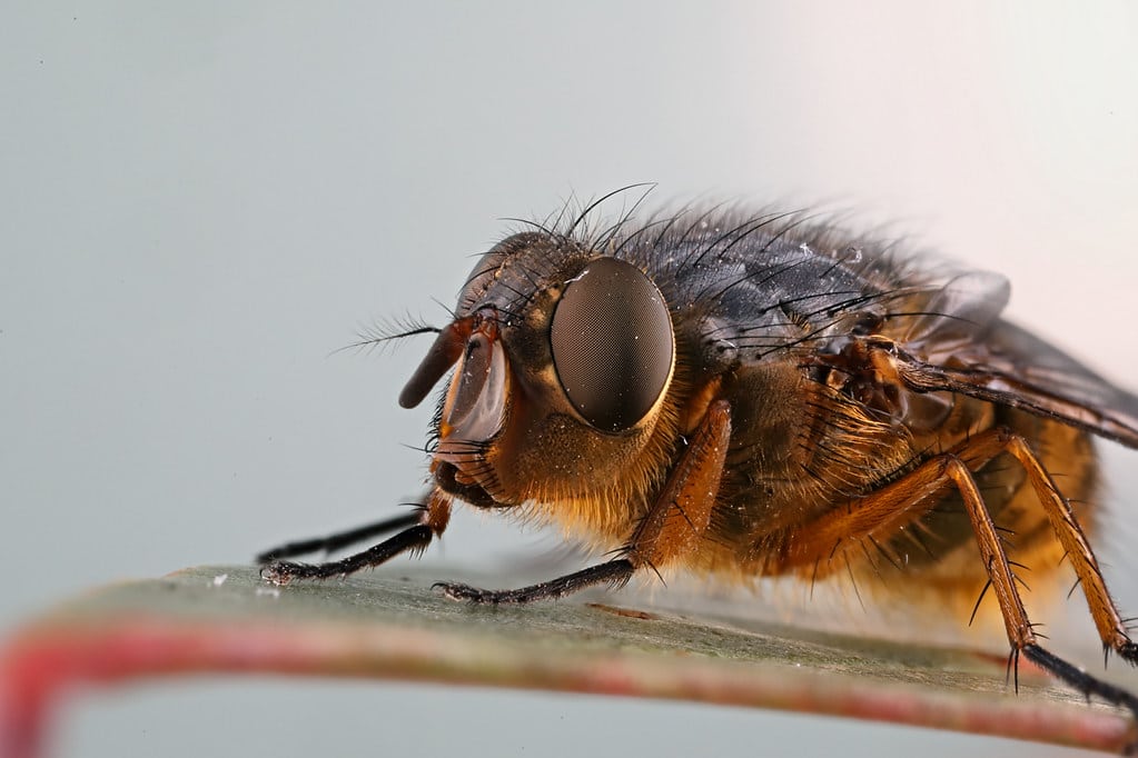 Blowfly