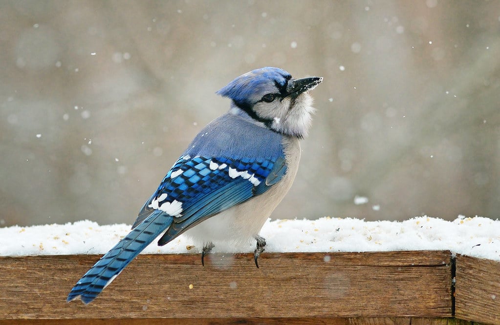 Blue Jay - Popular Crested Animals