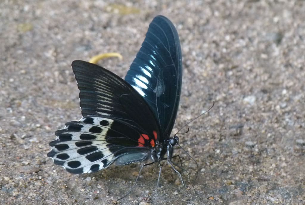 Blue Mormon