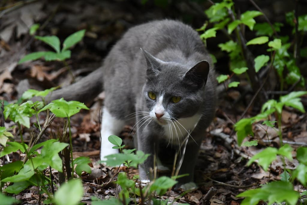 Bombay Cat - Animals With Yellow Eyes