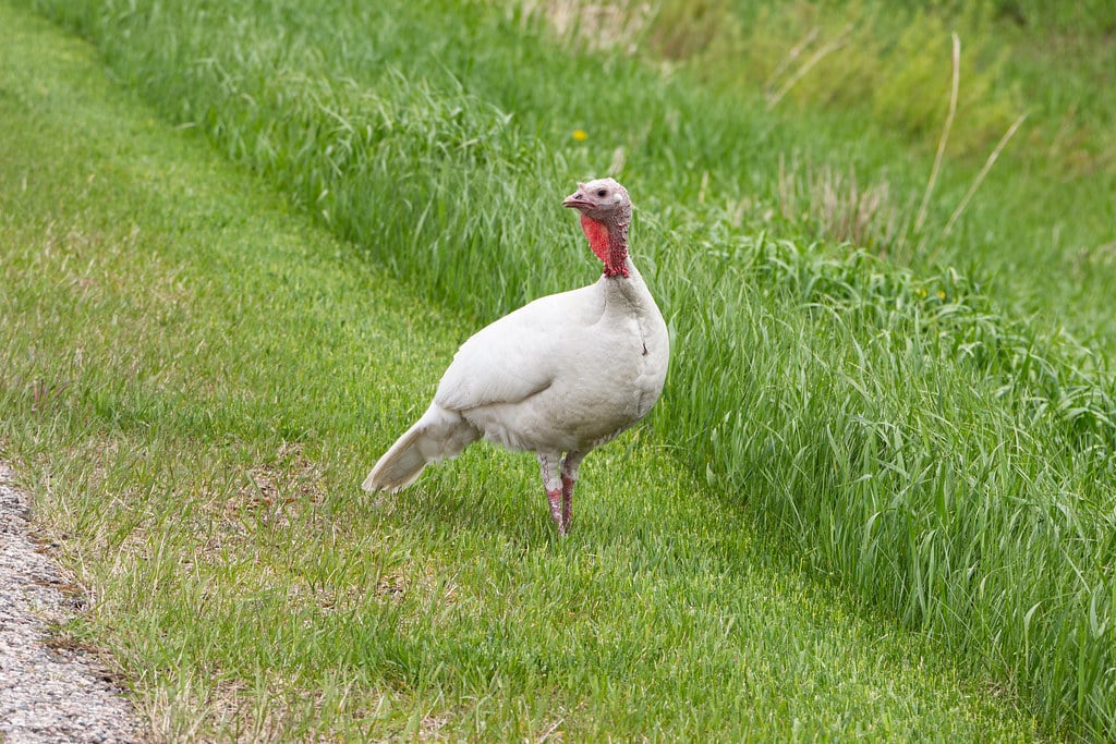 Broad-Breasted White