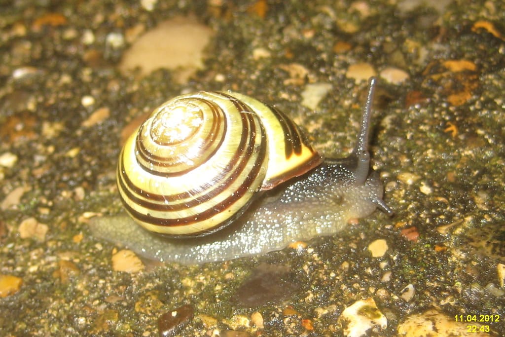 Brown-lipped Snail