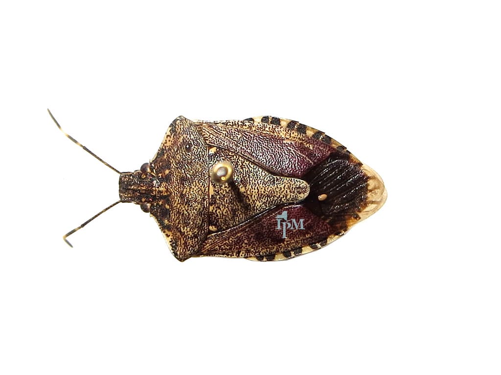 Brown Marmorated Stink Bug