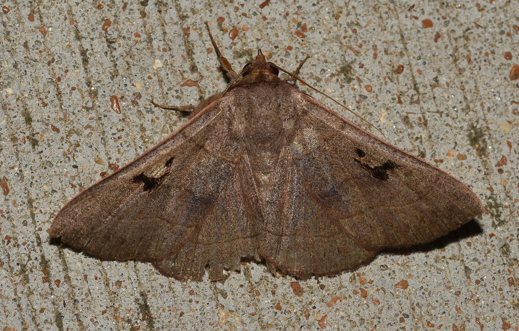 Brown Panopoda Moths
