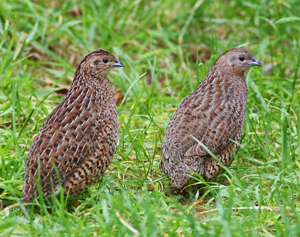 Brown Quail - Types of Quail in Australia